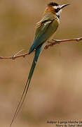 White-throated Bee-eater