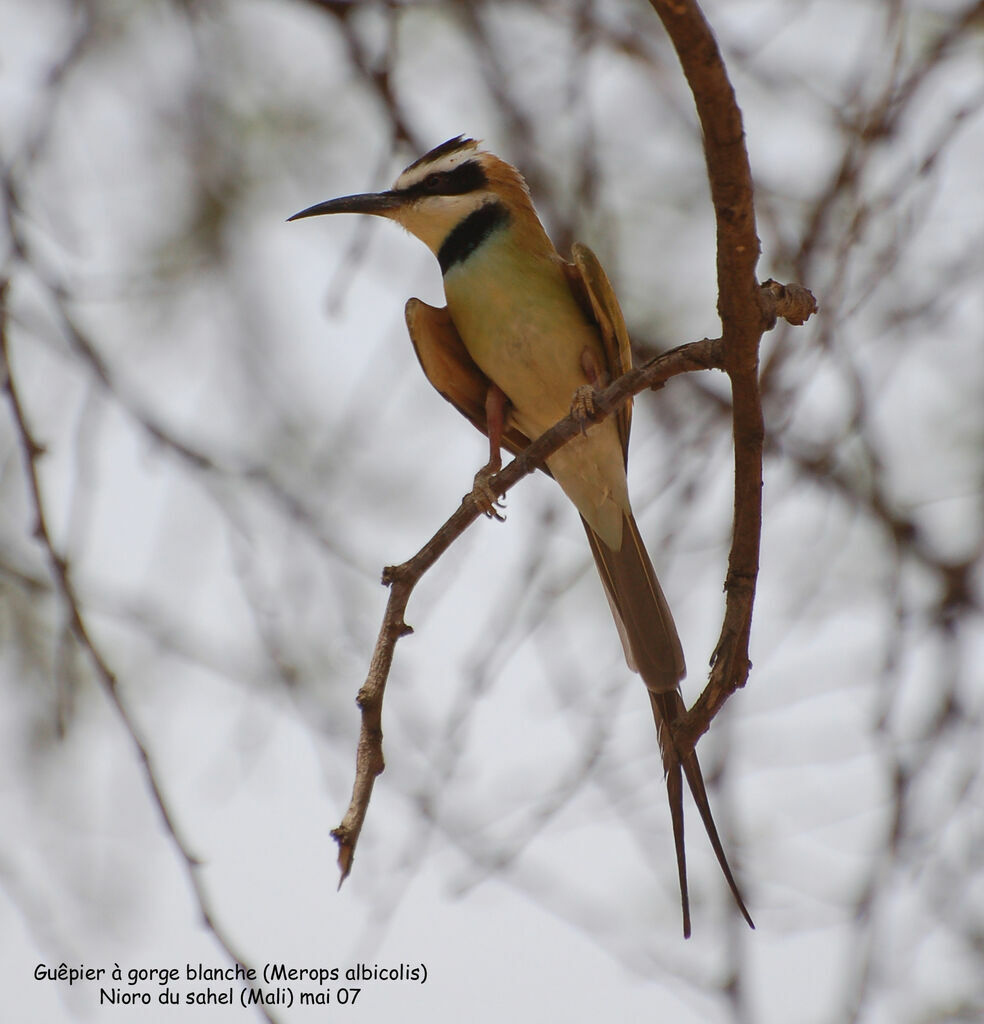 White-throated Bee-eater