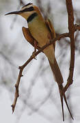 White-throated Bee-eater