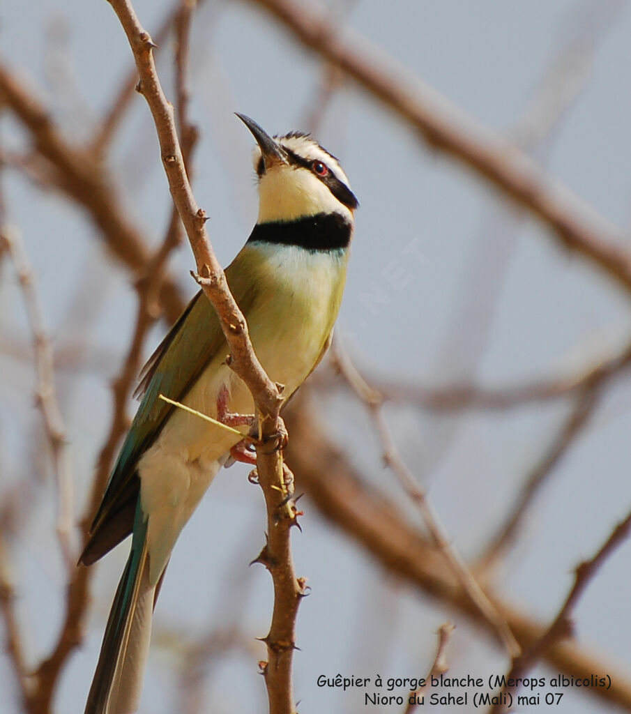 White-throated Bee-eater