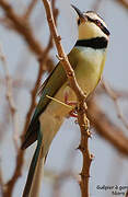 White-throated Bee-eater