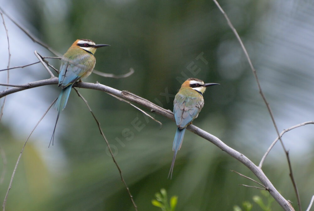 White-throated Bee-eateradult