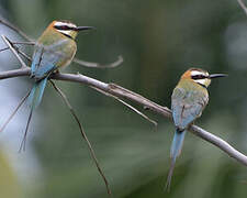 White-throated Bee-eater