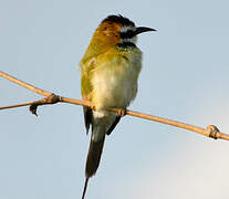 White-throated Bee-eater