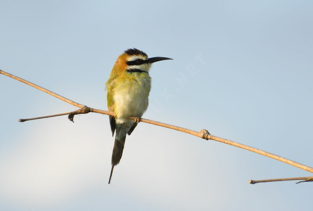 White-throated Bee-eater, identification