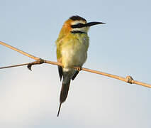 White-throated Bee-eater