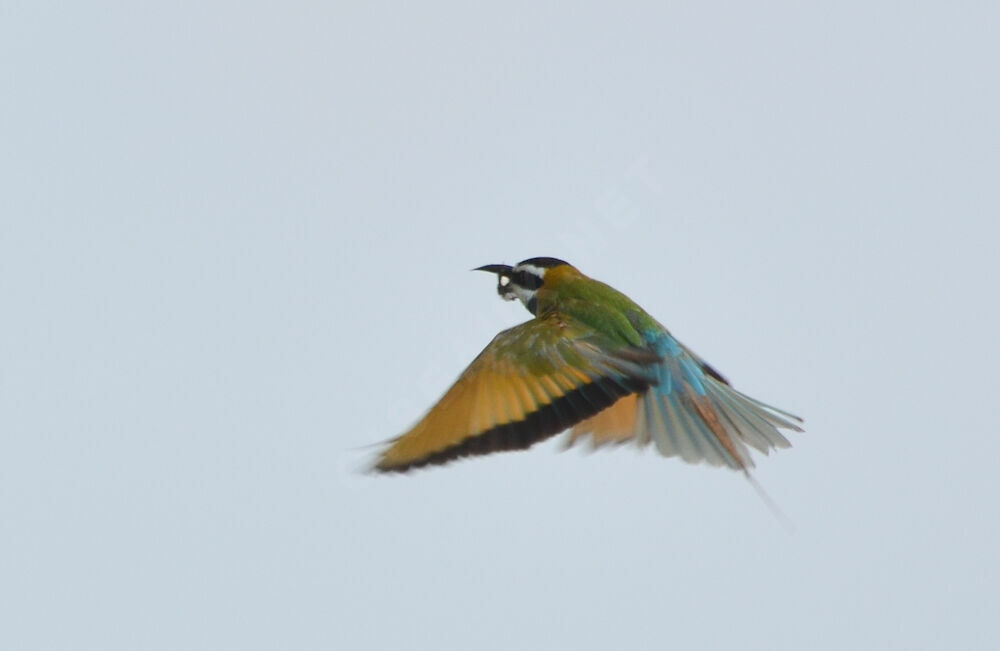 White-throated Bee-eateradult, Flight