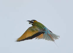 White-throated Bee-eater