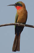 Red-throated Bee-eater