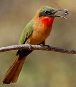 Red-throated Bee-eater