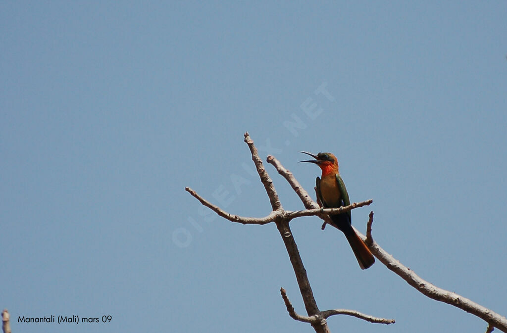 Red-throated Bee-eateradult