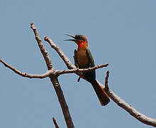 Red-throated Bee-eater