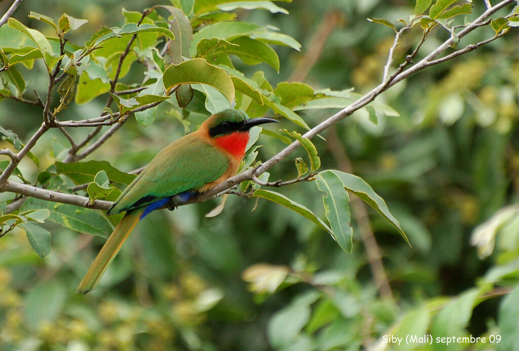 Guêpier à gorge rougeadulte, identification