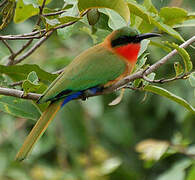 Red-throated Bee-eater