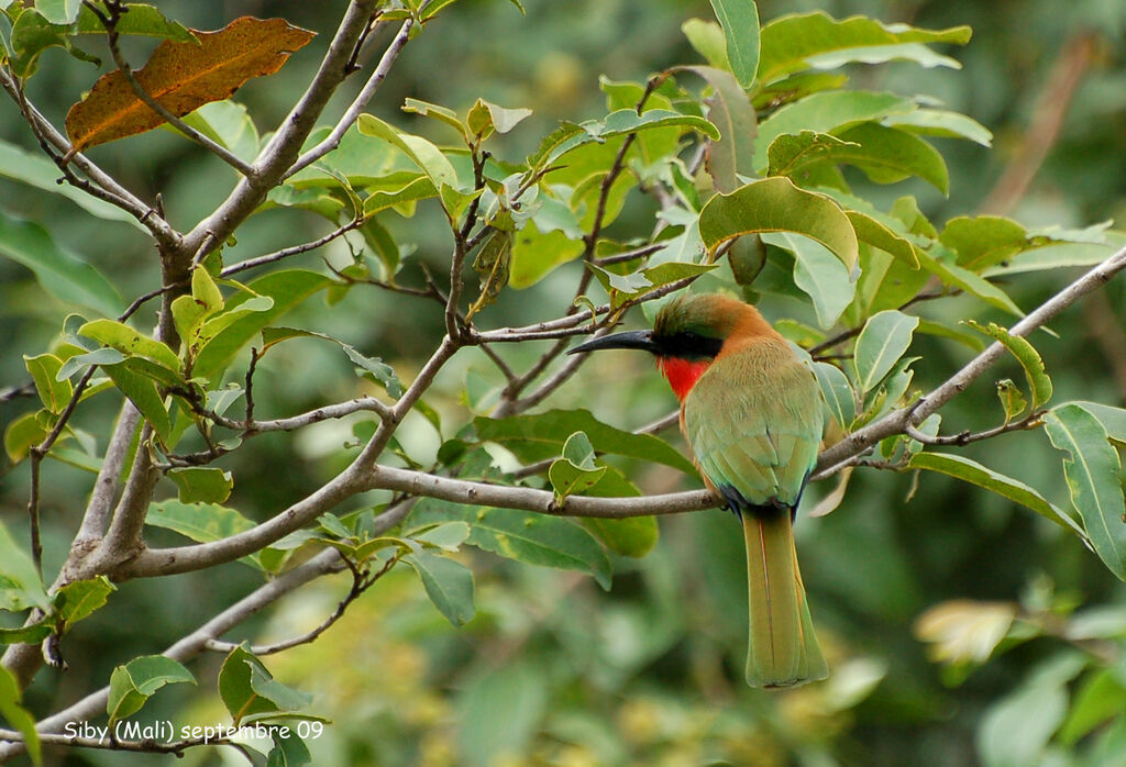 Guêpier à gorge rougeadulte, identification