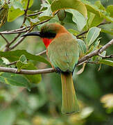 Red-throated Bee-eater