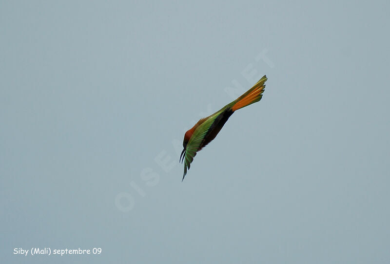 Red-throated Bee-eateradult, Flight