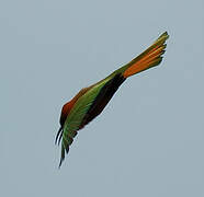 Red-throated Bee-eater