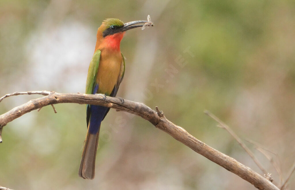 Red-throated Bee-eateradult, identification