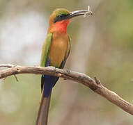 Red-throated Bee-eater