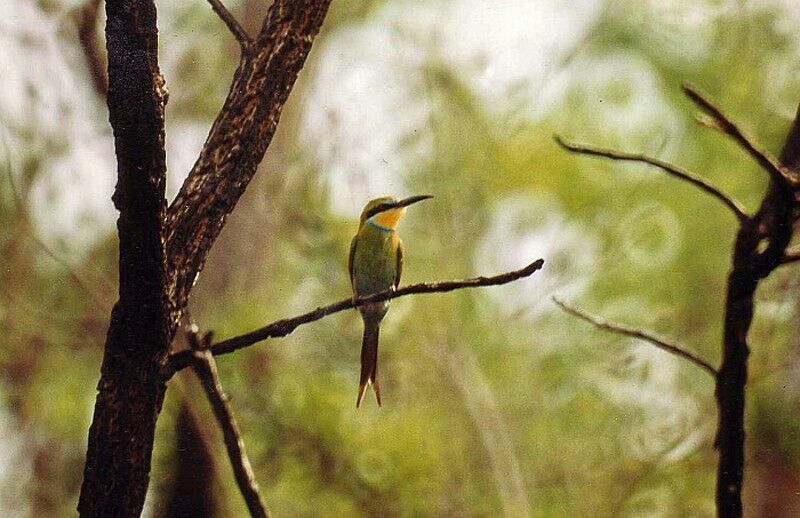 Swallow-tailed Bee-eateradult