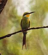 Swallow-tailed Bee-eater