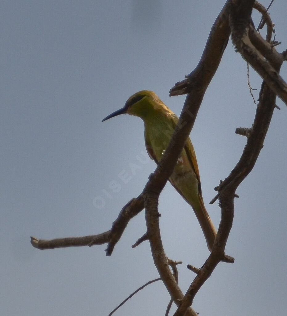 Guêpier de Perseimmature