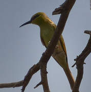 Blue-cheeked Bee-eater