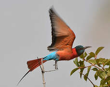 Northern Carmine Bee-eater