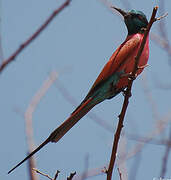 Northern Carmine Bee-eater