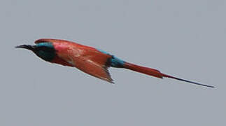 Northern Carmine Bee-eater