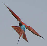 Northern Carmine Bee-eater