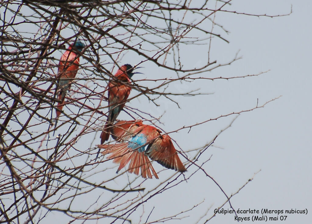 Northern Carmine Bee-eater