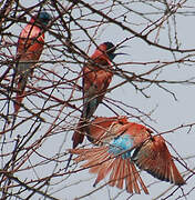 Northern Carmine Bee-eater