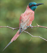 Northern Carmine Bee-eater