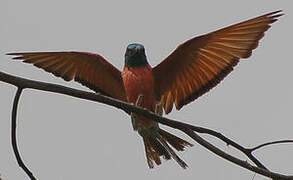 Northern Carmine Bee-eater