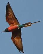 Northern Carmine Bee-eater