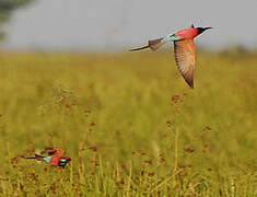 Northern Carmine Bee-eater