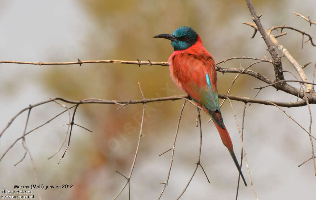 Guêpier écarlateadulte, identification