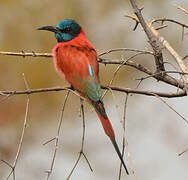 Northern Carmine Bee-eater