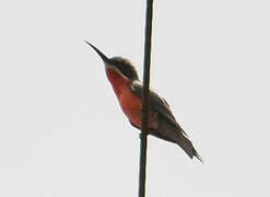 Rosy Bee-eater