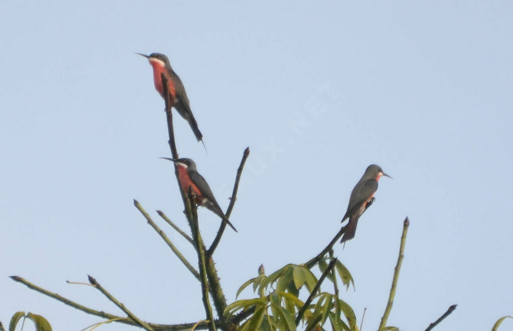 Rosy Bee-eater