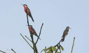 Rosy Bee-eater