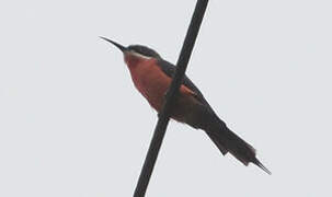 Rosy Bee-eater