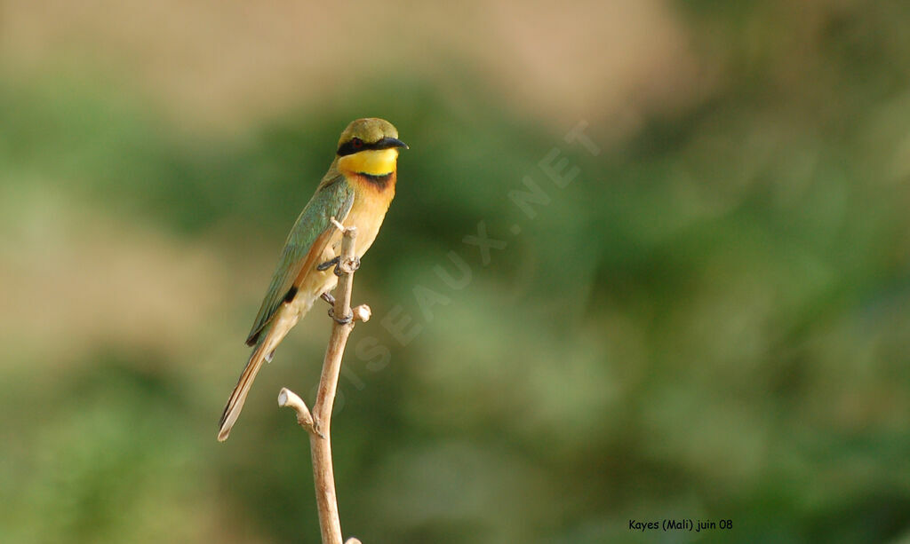 Little Bee-eater