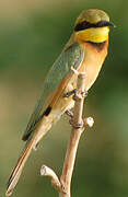 Little Bee-eater