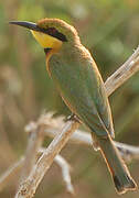 Little Bee-eater