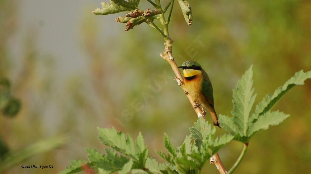 Little Bee-eater