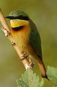 Little Bee-eater