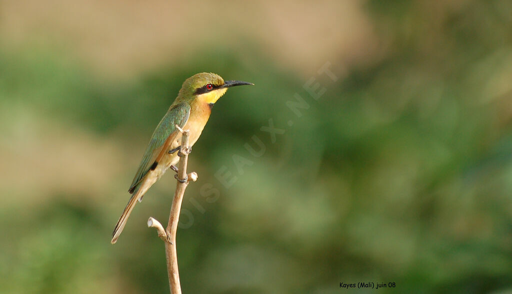 Little Bee-eater